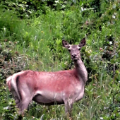 cestou od horskej bystrinky