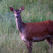 mladá,krásna,chovná ....