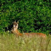 iba  FOTO-lov, škoda......