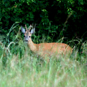 jednoročný ešte v lyku, vidlový
