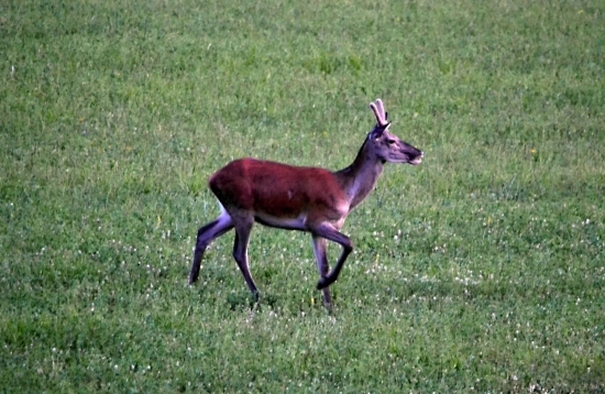 podvečer - jelen I.VT