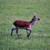 podvečer - jelen I.VT