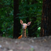 lesným chodníkom....