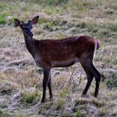 večerné zvláštne  čudo.....