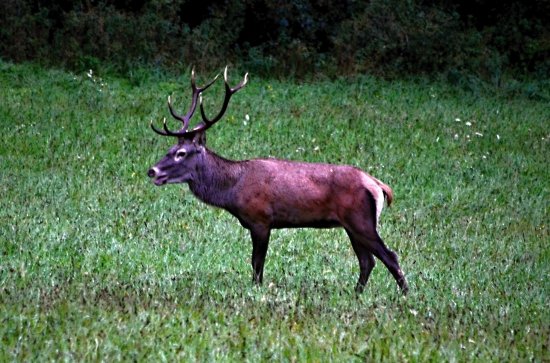 bočný jeleň....