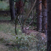 už mi opäť viac bije srdiečko.......