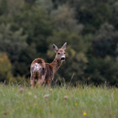 už mení kabát....