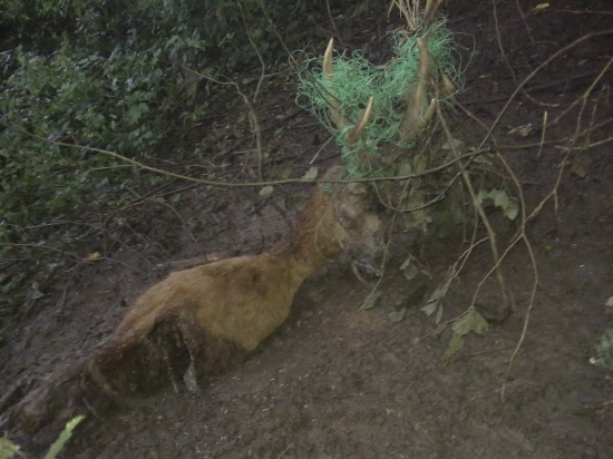 medailovy...najdeny pri dohlodavake diviaka