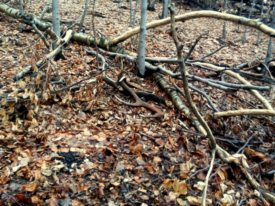 nieco z jari  prvy pohlad