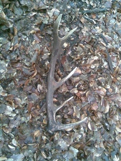 prvy tohto roku...po dlhom chodeni:D