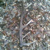 prvy tohto roku...po dlhom chodeni:D