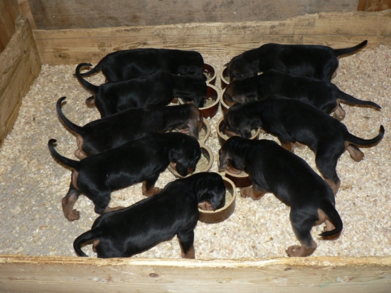 Srbští honiči ve věku 5 týdnů ...