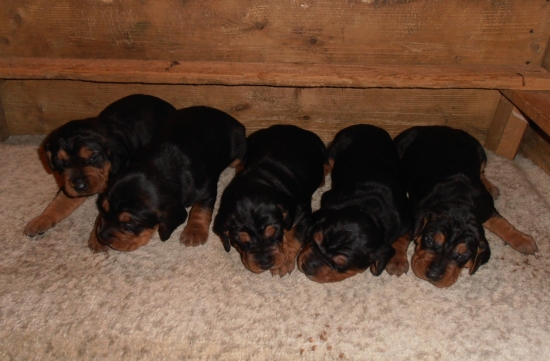 14 - denní srbáci ...