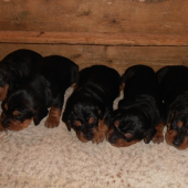 14 - denní srbáci ...