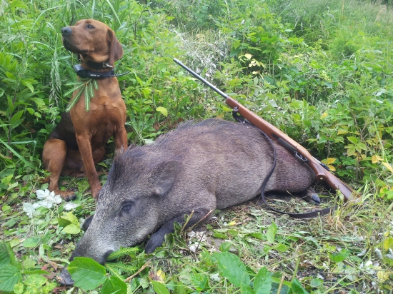 Boss Popův keř a jeho ranní dosled ...
