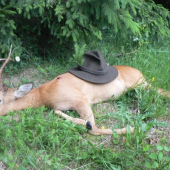 Letošní...