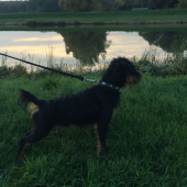 Jagdterrier Chris