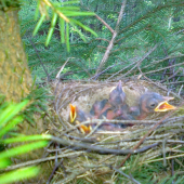 mladé Drozdy Plavé