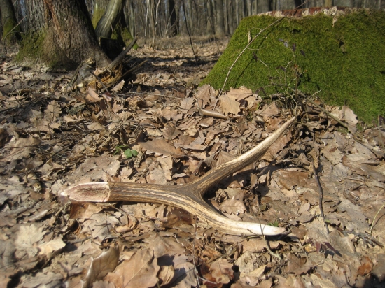 aj toto sa občas stáva jeleňom...