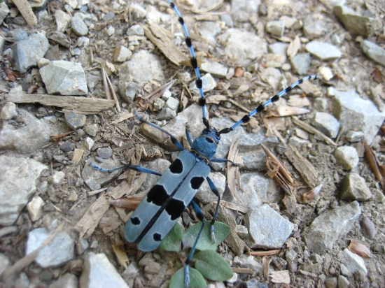 Fúzač alpský (Rosalia alpina)