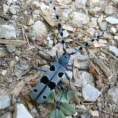 Fúzač alpský (Rosalia alpina)