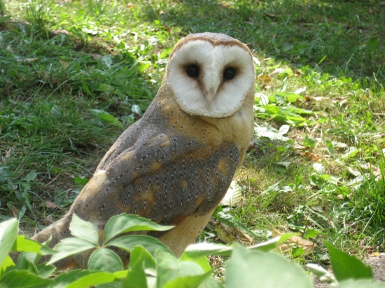 plamienka driemavá ( Tyto alba )