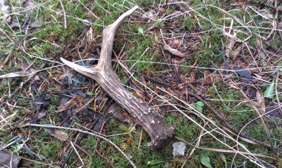 cestou ku krmelcu :-)