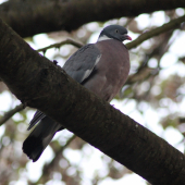 Holub hrivnák ( Columba palumbus )