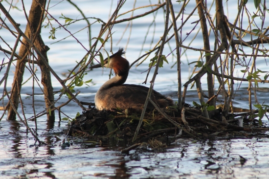 Potápka chochlatá ( Podiceps cristatus )