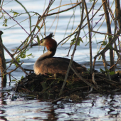 Potápka chochlatá ( Podiceps cristatus )