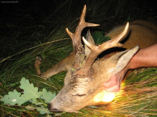 môj srnec III.VT z vlaňajška 2