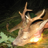 môj srnec III.VT z vlaňajška 2