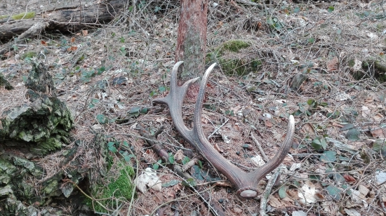 korunový desatorák