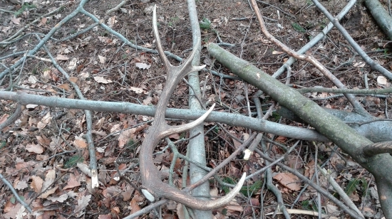 dvanástoráčik zo včera