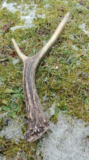 ...z nádejného jelienka...