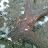 detail zaujímavého zhodu