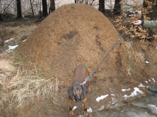 náš Broko pri takom malom mravenisku