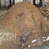 náš Broko pri takom malom mravenisku