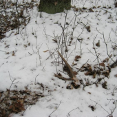 predsa som ho zbadal...