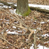 takto som ho našiel...k ID 56539