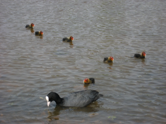 lyska čierna s drobotinou