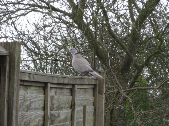 hrdlička záhradná