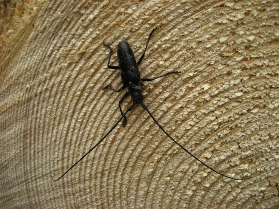 vrzúnik pralesový ,,Monochamus sartor