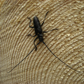 vrzúnik pralesový ,,Monochamus sartor
