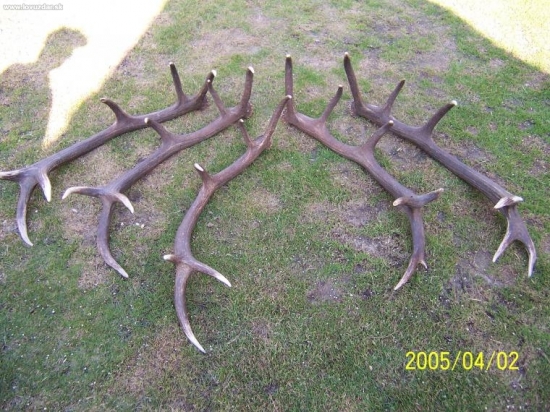 pokope po 3 roky z jedneho jelena