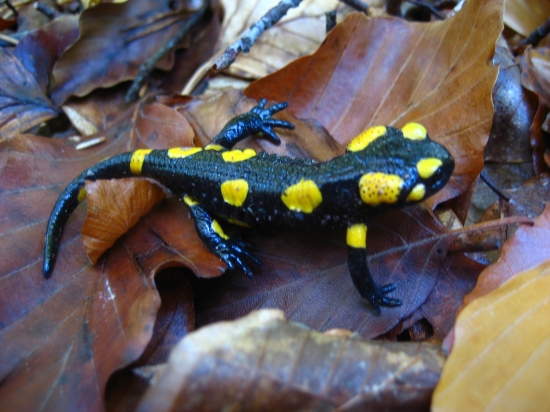 Salamandra