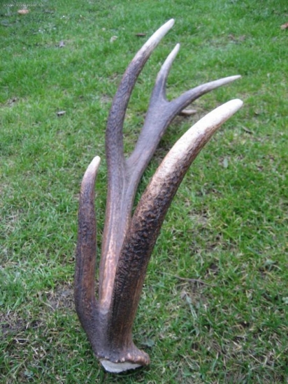 12-torák s nezvyčajne vychýlenou pečaťou