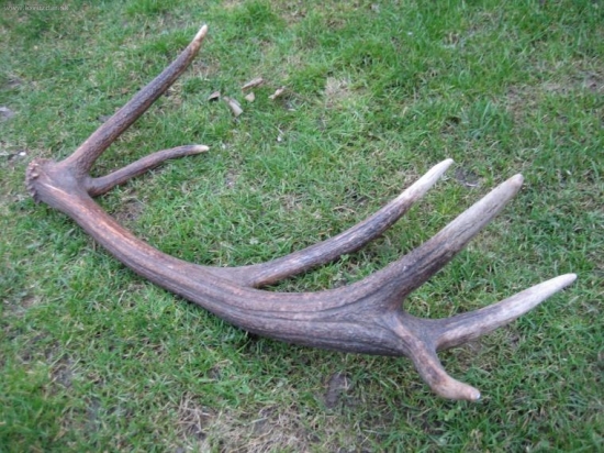 12-torák s nezvyčajne vychýlenou pečaťou