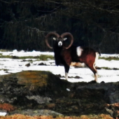 Muflon z České Kanady