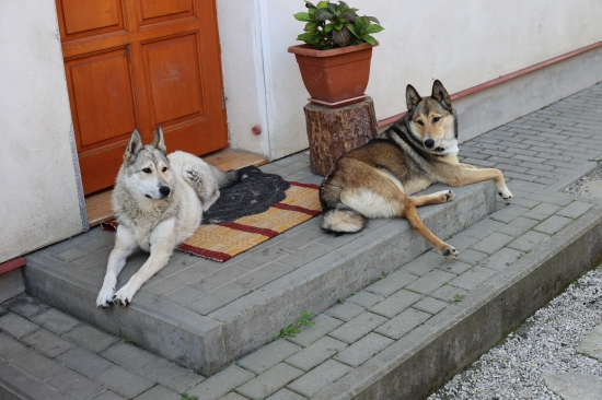 Strážcovia domu :)